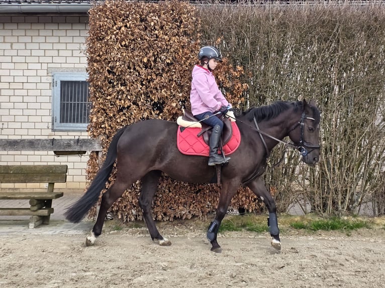 Poni alemán Yegua 6 años 148 cm Negro in Bornheim