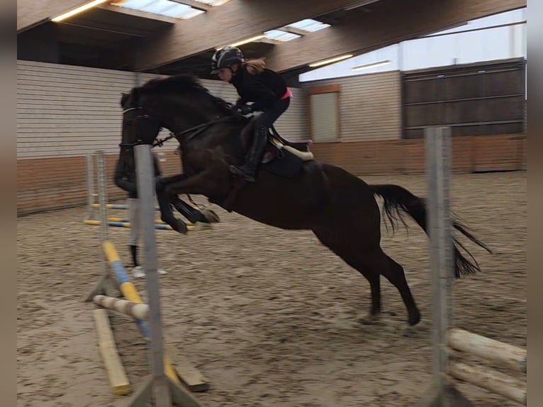 Poni alemán Yegua 6 años 148 cm Negro in Bornheim