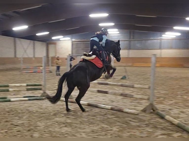Poni alemán Yegua 6 años 148 cm Negro in Bornheim