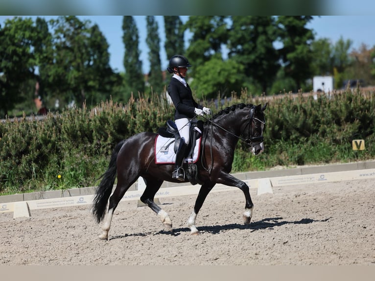 Poni alemán Yegua 6 años 148 cm Negro in Phöben