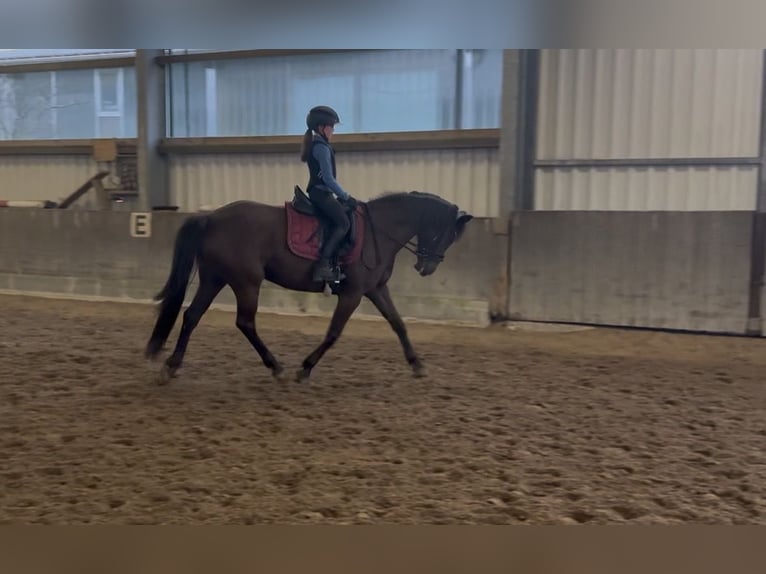 Poni alemán Yegua 6 años 148 cm Negro in Winsen (Aller)