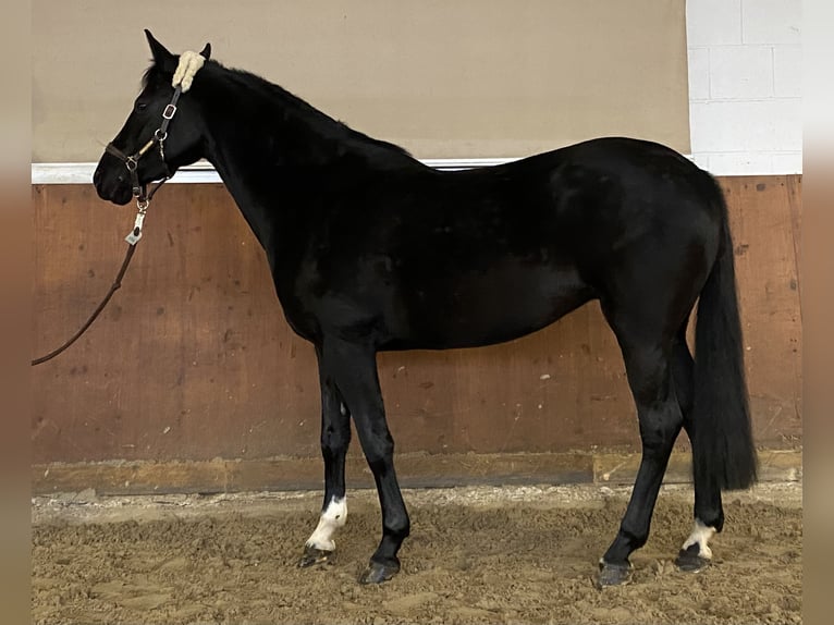 Poni alemán Yegua 6 años 148 cm Negro in Wipperfürth