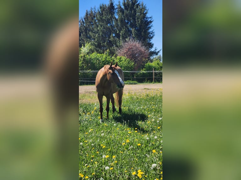 Poni alemán Yegua 6 años 148 cm Red Dun/Cervuno in Kusterdingen
