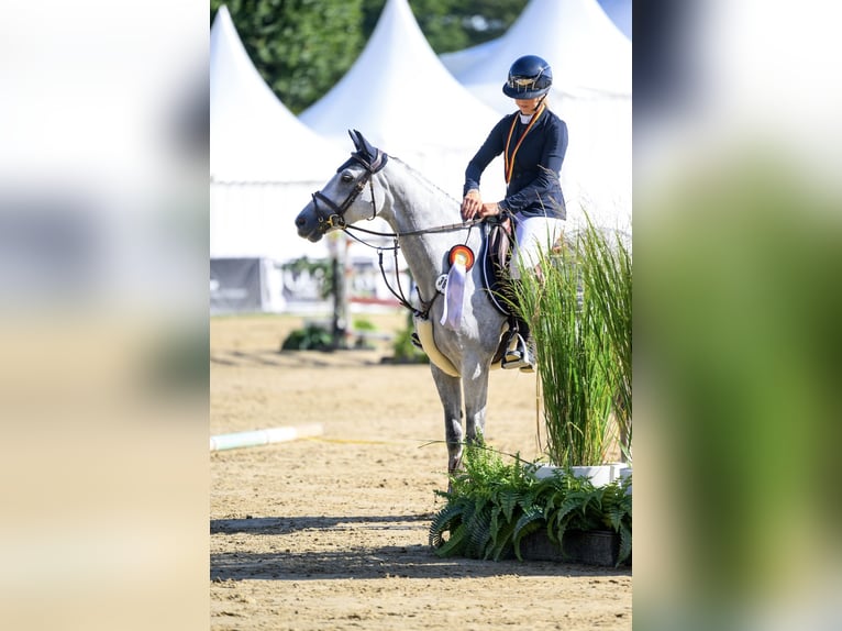 Poni alemán Yegua 6 años 148 cm Tordo in Lohne (Oldenburg)