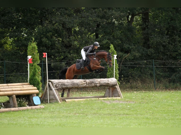 Poni alemán Yegua 6 años 149 cm Castaño in TönisvorstTönisvorst