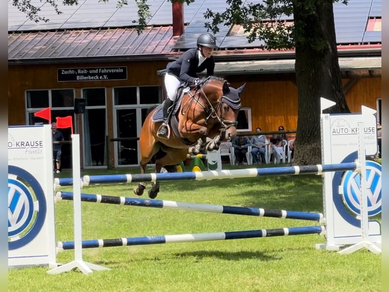 Poni alemán Yegua 6 años 149 cm Castaño in TönisvorstTönisvorst