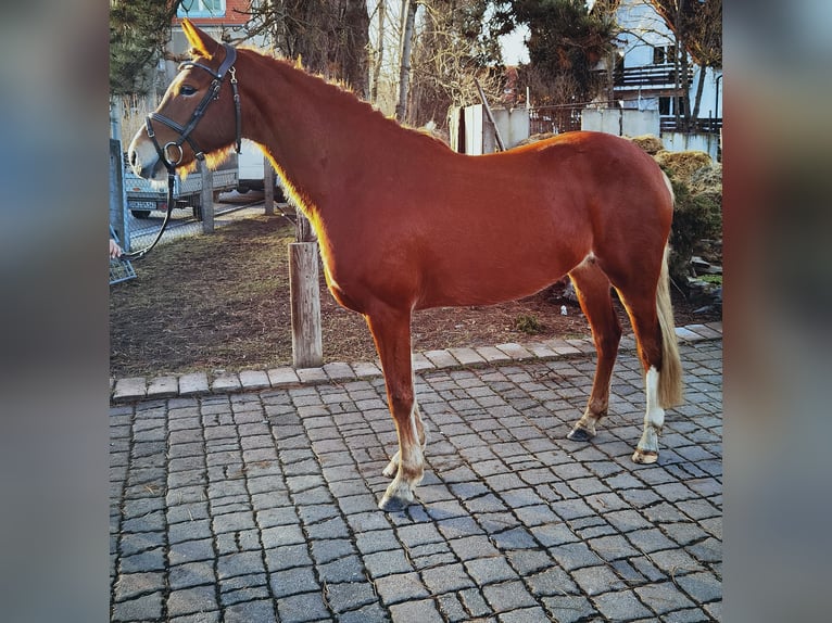 Poni alemán Yegua 6 años 151 cm Alazán-tostado in Neustadt an der Orla