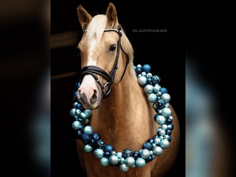 Poni alemán Yegua 6 años 152 cm Palomino in GörlitzGörlitz