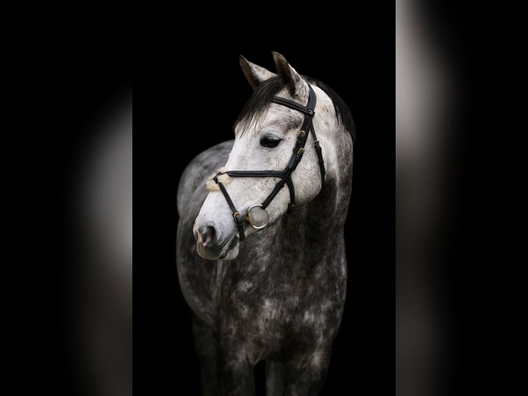 Poni alemán Yegua 6 años 152 cm Tordo rodado in Willich