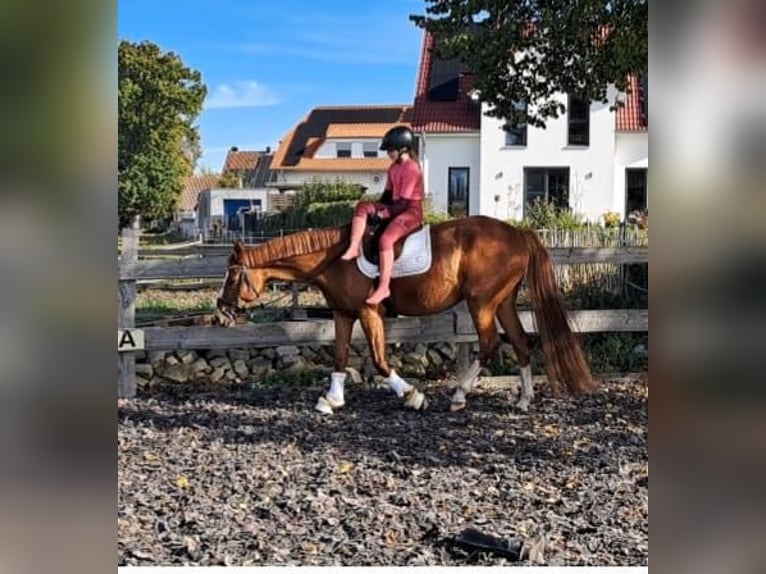 Poni alemán Yegua 6 años 153 cm Alazán in Burgdorf