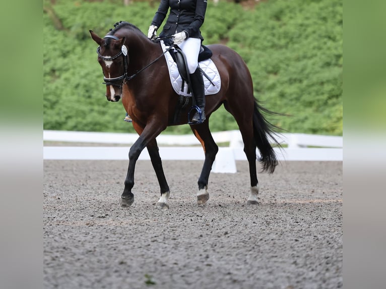 Poni alemán Yegua 6 años 153 cm Castaño in Bönebüttel