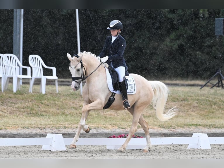 Poni alemán Yegua 6 años 153 cm Palomino in Jüchen