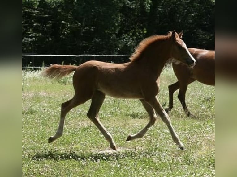 Poni alemán Yegua 6 años 155 cm Alazán in Billigheim