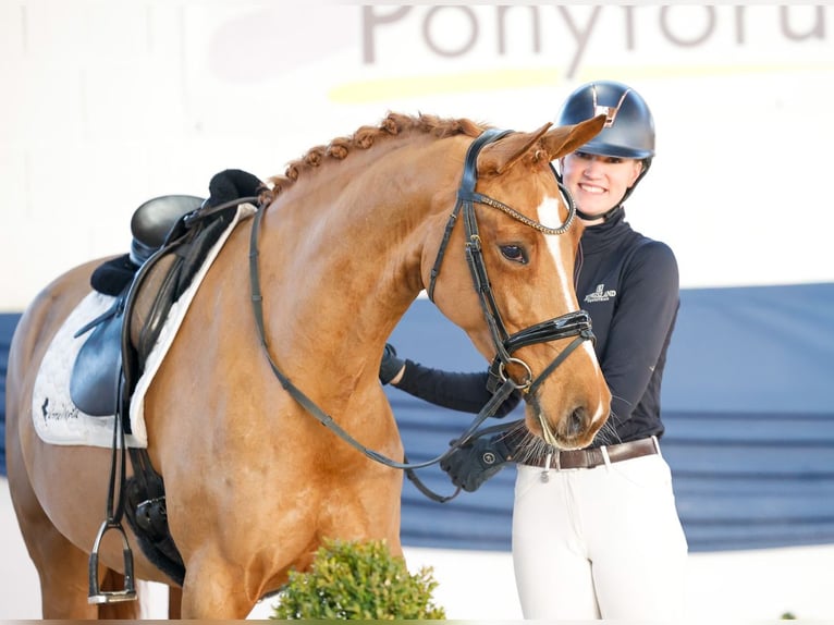 Poni alemán Yegua 6 años 155 cm Alazán in Gampern