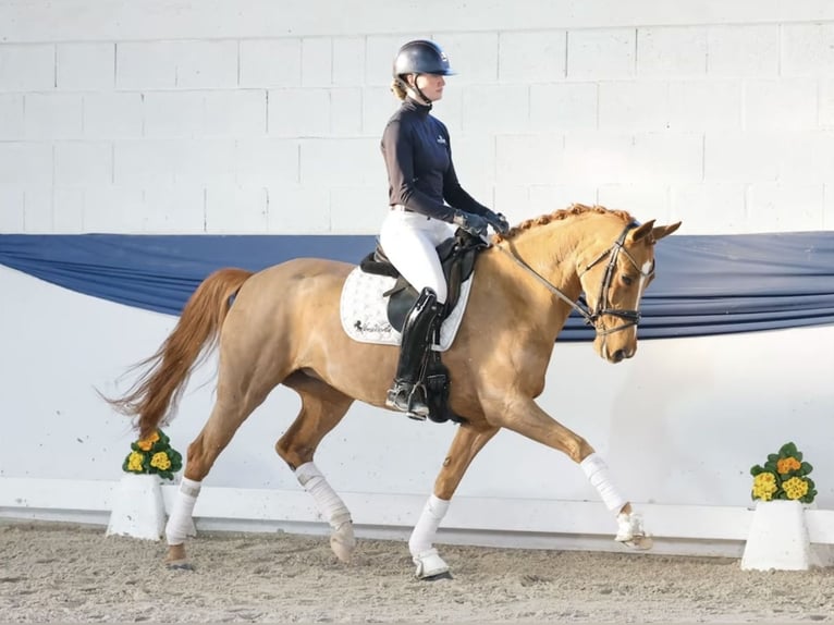 Poni alemán Yegua 6 años 155 cm Alazán in Gampern