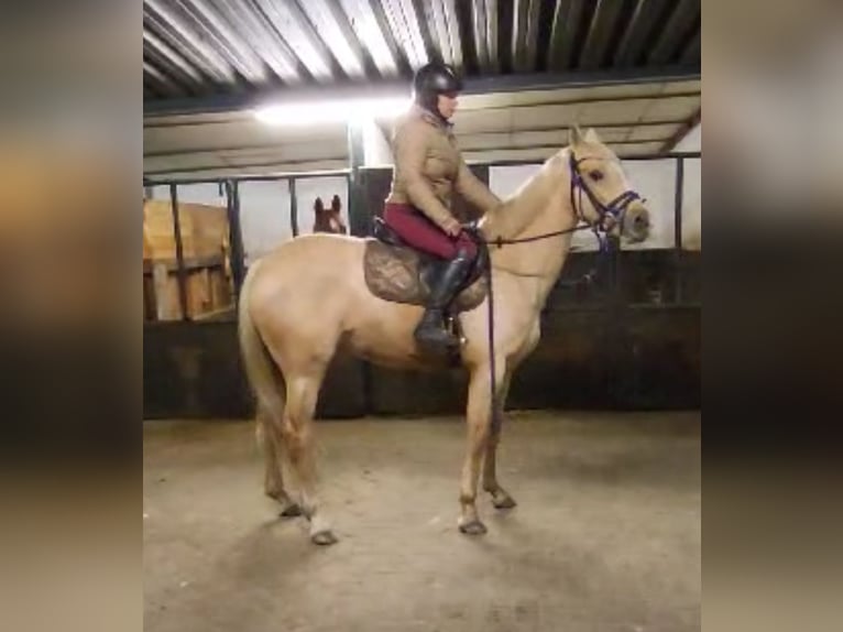 Poni alemán Yegua 6 años 155 cm Palomino in Heusden zolder