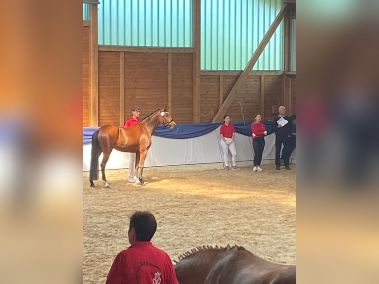 Poni alemán Yegua 6 años 156 cm Castaño in Ober-Ramstadt