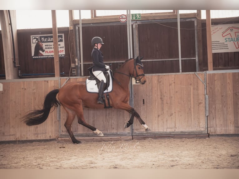 Poni alemán Yegua 6 años 156 cm Castaño in Ober-Ramstadt