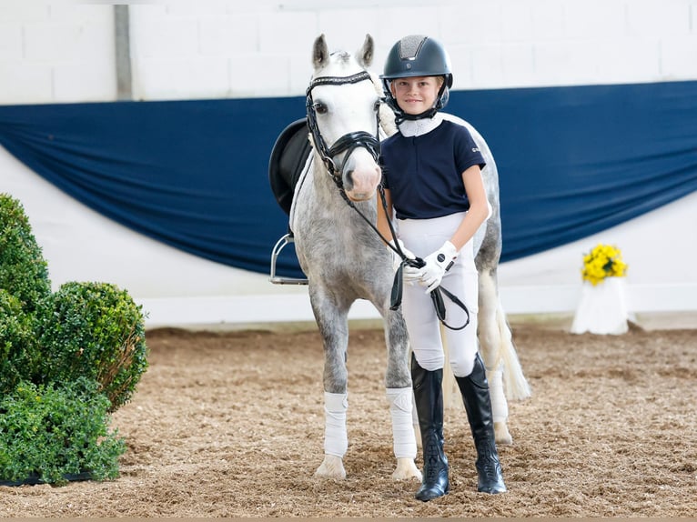 Poni alemán Yegua 7 años 121 cm Tordo in Marsberg