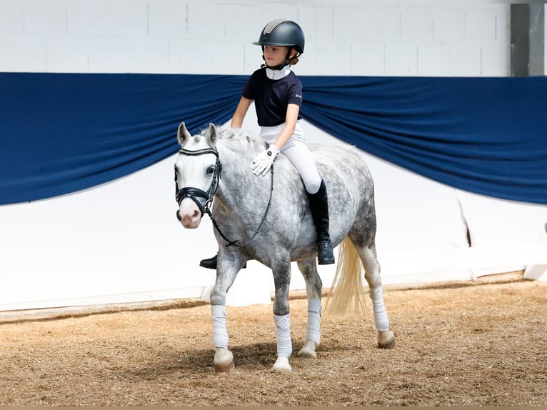Poni alemán Yegua 7 años 121 cm Tordo in Marsberg