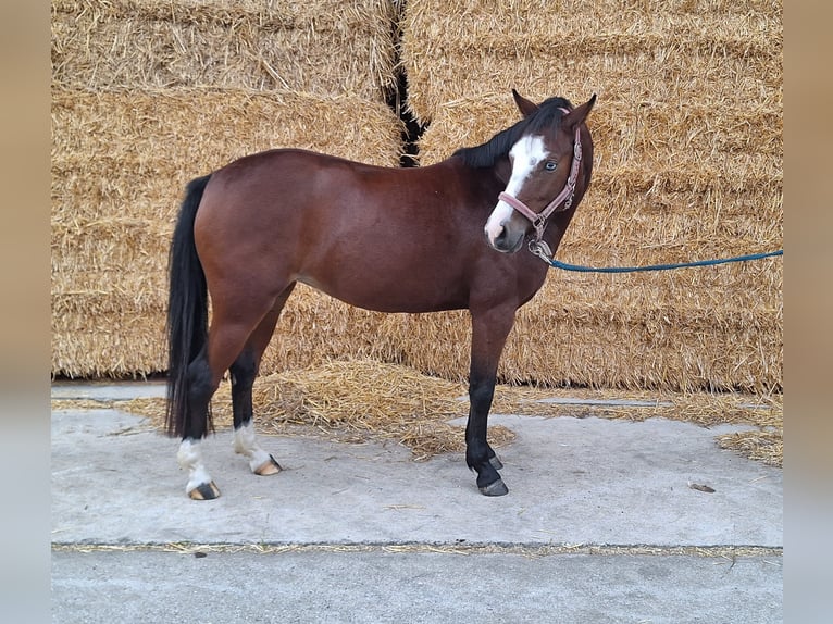 Poni alemán Yegua 7 años 140 cm Castaño in Polsingen