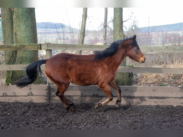 Poni alemán Yegua 7 años 140 cm Castaño in Haselbachtal
