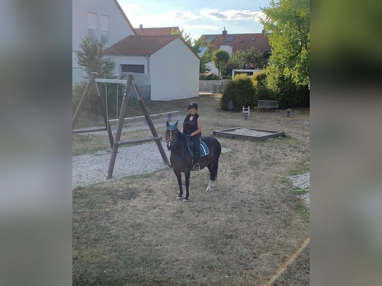 Poni alemán Yegua 7 años 140 cm Castaño in Karlskron