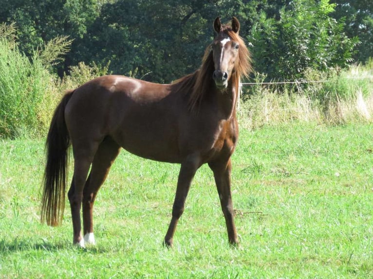 Poni alemán Yegua 7 años 142 cm Alazán in Hammersedt