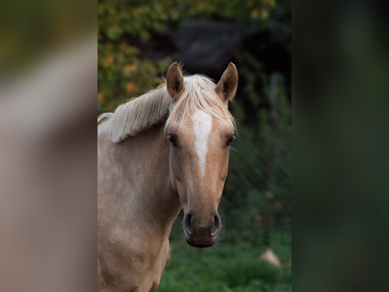 Poni alemán Yegua 7 años 142 cm Palomino in Neuss Poni alemán Yegua 7 años 142 cm Palomino in Neuss