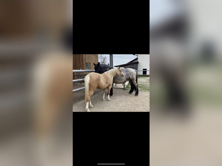 Poni alemán Yegua 7 años 142 cm Palomino in Kematen an der Krems