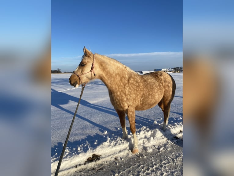 Poni alemán Yegua 7 años 142 cm Palomino in Kematen an der Krems