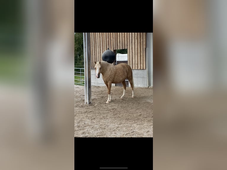 Poni alemán Yegua 7 años 142 cm Palomino in Kematen