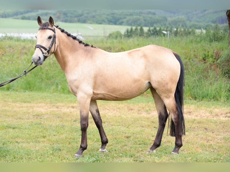 Poni alemán Yegua 7 años 143 cm Bayo in Neuenrade