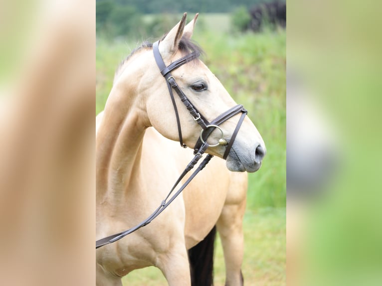 Poni alemán Yegua 7 años 143 cm Bayo in Neuenrade