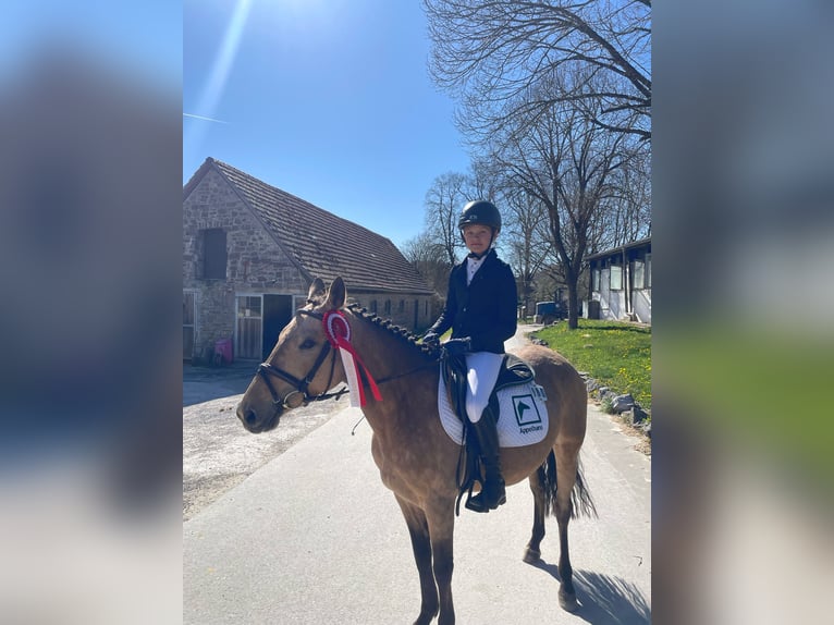 Poni alemán Yegua 7 años 143 cm Bayo in Neuenrade