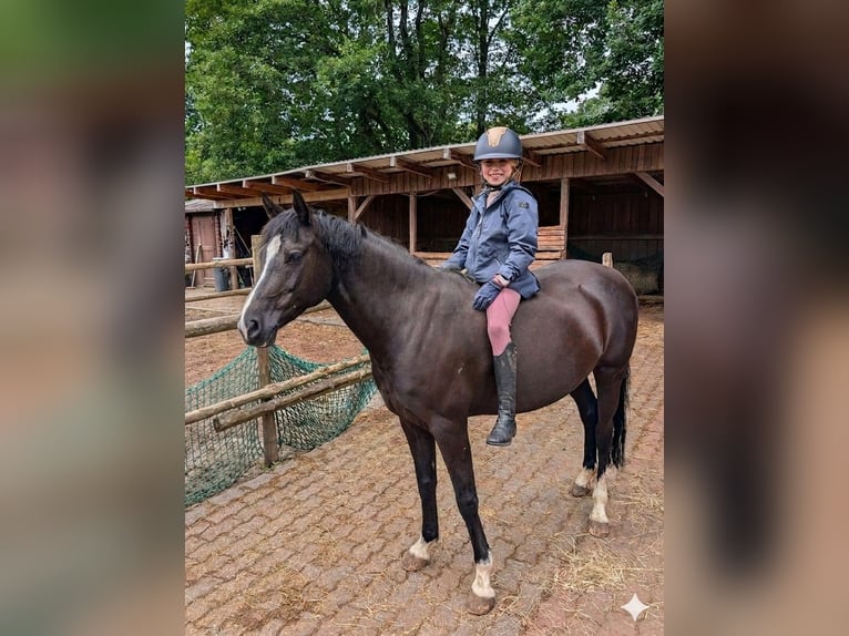 Poni alemán Yegua 7 años 143 cm Negro in Schwelm