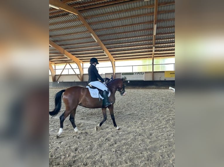 Poni alemán Yegua 7 años 144 cm Castaño oscuro in Schwanebeck