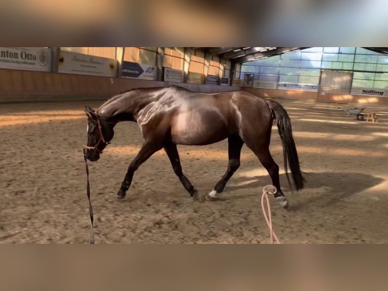 Poni alemán Yegua 7 años 144 cm Negro in Schloß Holte-Stukenbrock