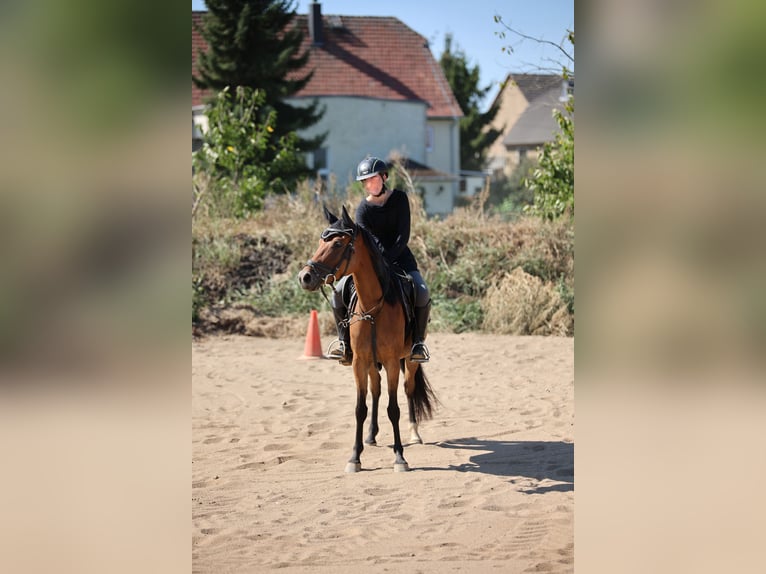 Poni alemán Mestizo Yegua 7 años 145 cm Castaño in Colditz