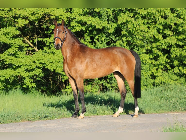 Poni alemán Yegua 7 años 145 cm Castaño in Weiterstadt