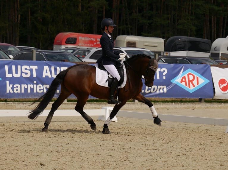 Poni alemán Yegua 7 años 145 cm Castaño oscuro in Herford