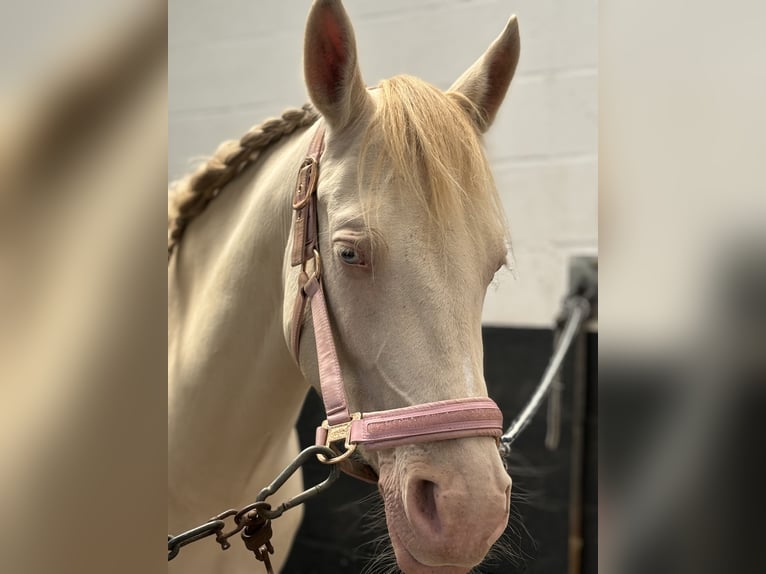 Poni alemán Mestizo Yegua 7 años 145 cm Perlino in Peizegem