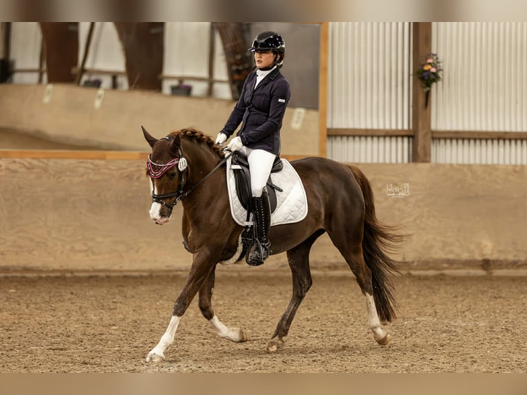 Poni alemán Yegua 7 años 146 cm Alazán in Bad Zwesten