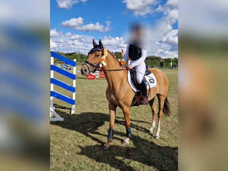 Poni alemán Yegua 7 años 146 cm Bayo in Benitz