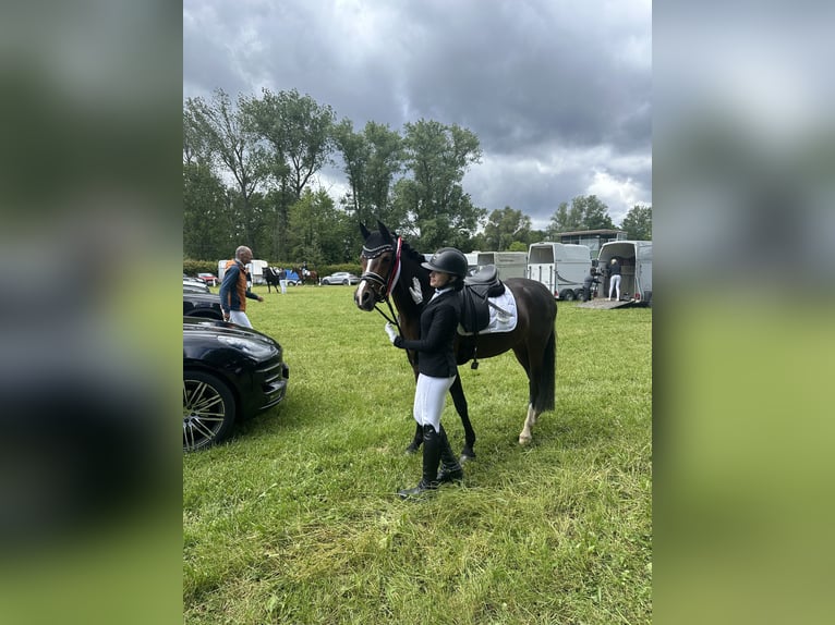 Poni alemán Yegua 7 años 146 cm Castaño oscuro in Bruchköbel