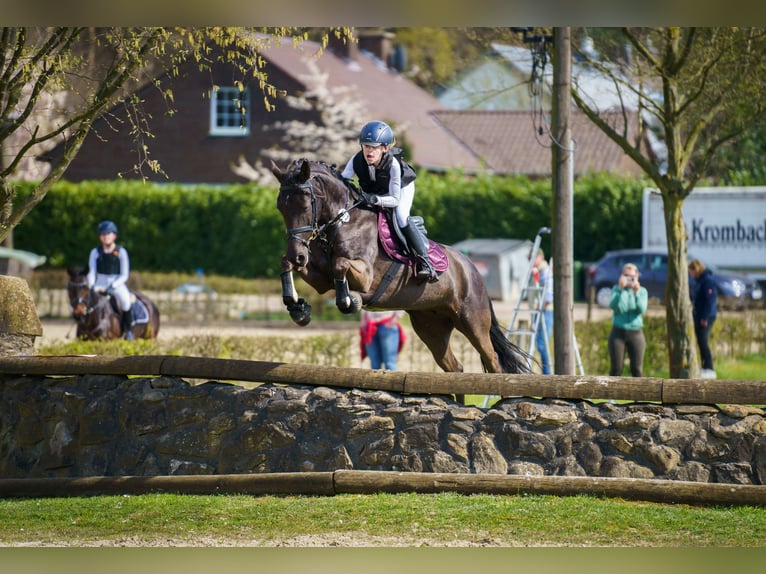 Poni alemán Yegua 7 años 146 cm Negro in Fröndenberg
