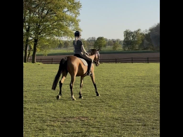 Poni alemán Yegua 7 años 147 cm Buckskin/Bayo in Meppen