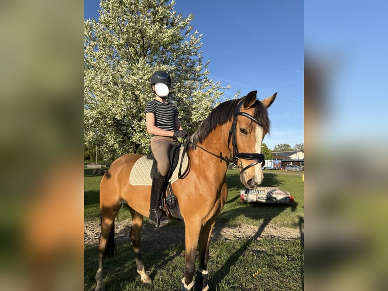 Poni alemán Yegua 7 años 147 cm Buckskin/Bayo in Meppen