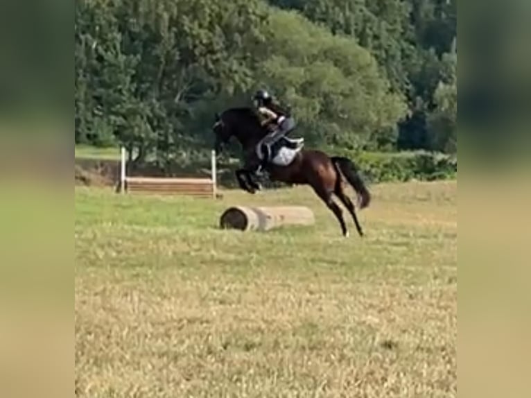 Poni alemán Yegua 7 años 147 cm Castaño oscuro in Leipzig