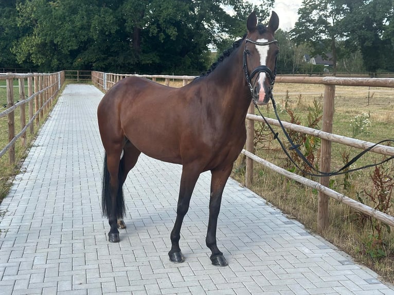 Poni alemán Yegua 7 años 147 cm Castaño oscuro in Neustadt am Rübenberge